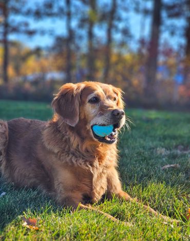 Doggy Daycare at Northland Pet Lodge