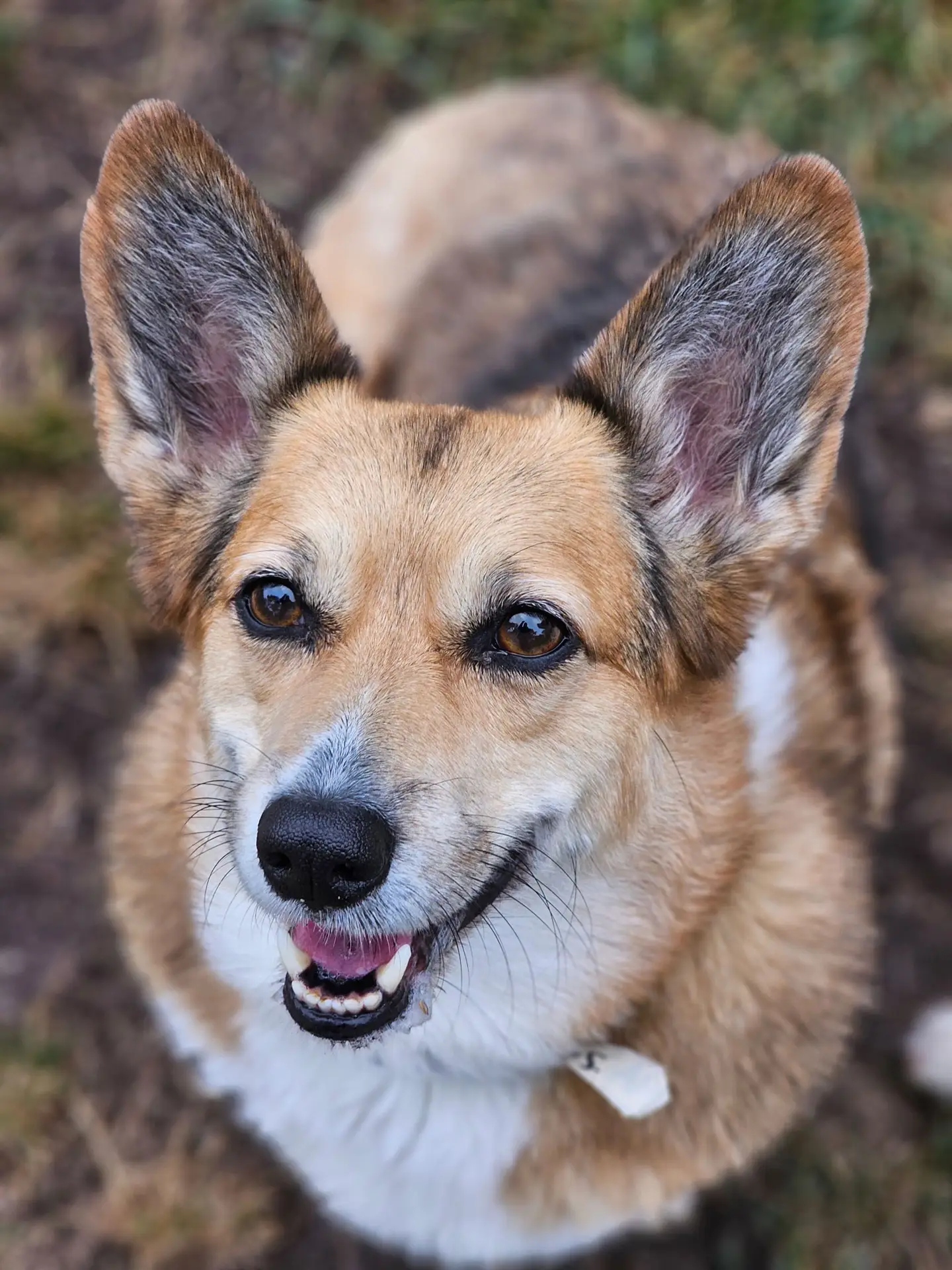Dog having fun at Northland Pet Lodge